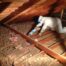 attic insulation removal service in Barrie